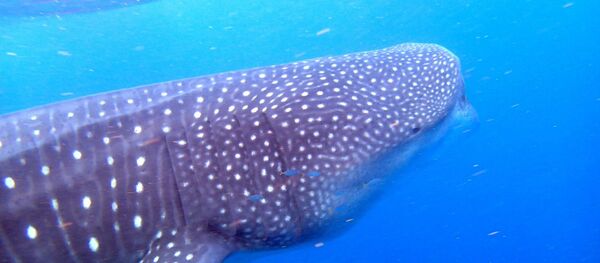 Un tiburón ballena - Sputnik Mundo