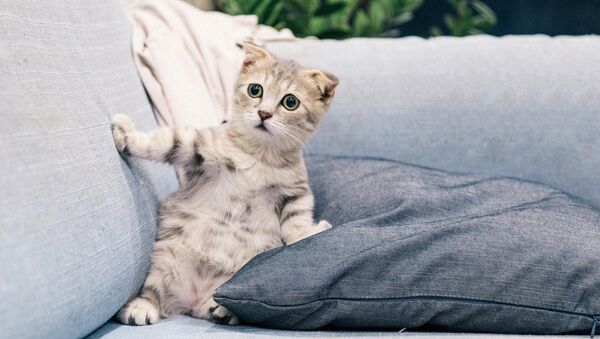 Un gato - Sputnik Mundo