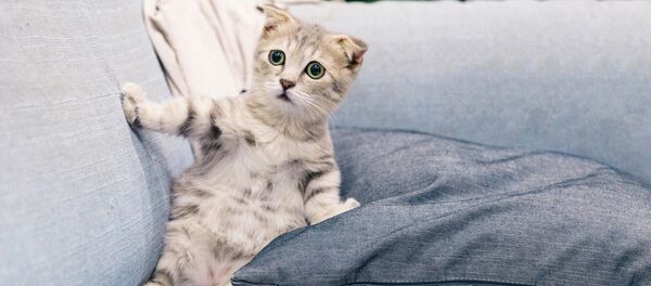 Un gato - Sputnik Mundo