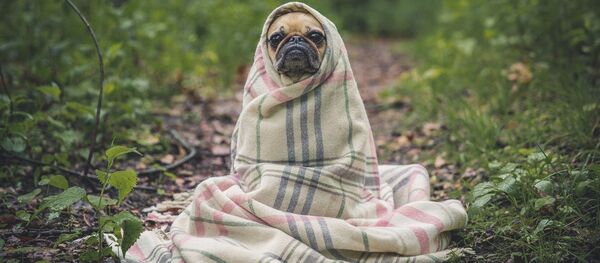 Un perro (imagen referencial) - Sputnik Mundo