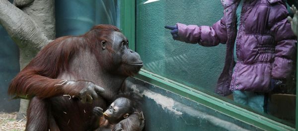 Orangutanes y una niña en el Zoológico de Moscú Orangutanes y una niña en el Zoológico de Moscú - Sputnik Mundo