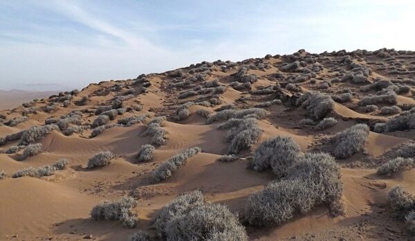 Descubren cómo las plantas se organizan para crecer en zonas áridas - Sputnik Mundo
