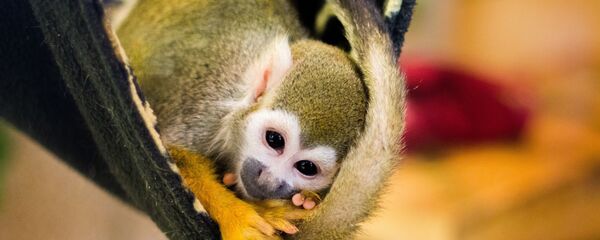 Un mono, imagen referencial - Sputnik Mundo