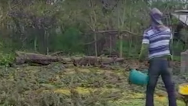 Es hora de comer: cientos de iguanas hambrientas rodean a una persona - Sputnik Mundo