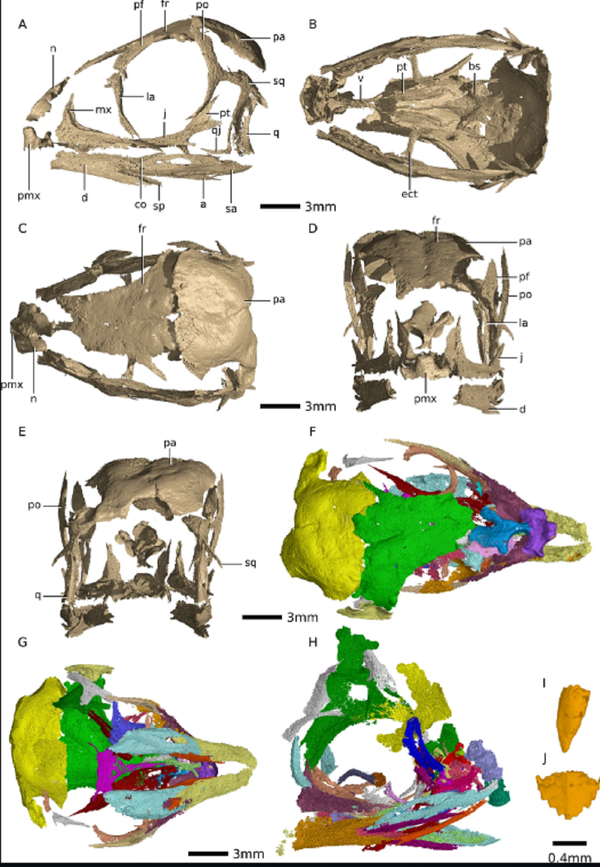 Usan rayos X para estudiar embriones de dinosaurios  - Sputnik Mundo