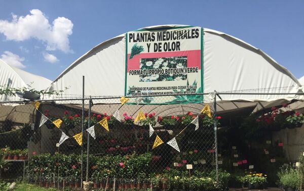 Plantas medicinales en los Viveros de Atlixco, en las faldas del volcán Popocatépetl - Sputnik Mundo