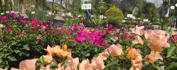 Plantas medicinales en los Viveros de Atlixco, en las faldas del volcán Popocatépetl - Sputnik Mundo