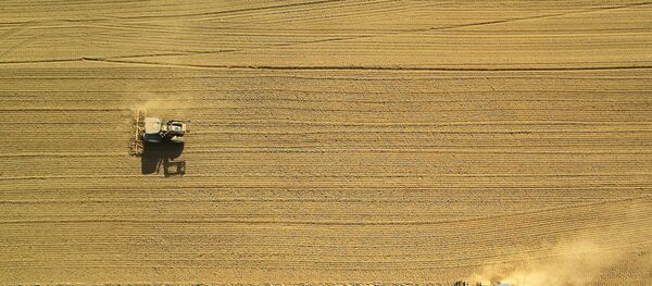 Un campo (imagen referencial) - Sputnik Mundo