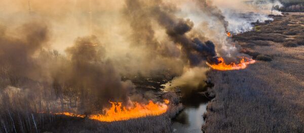 Пожар в Чернобыльской зоне - Sputnik Mundo