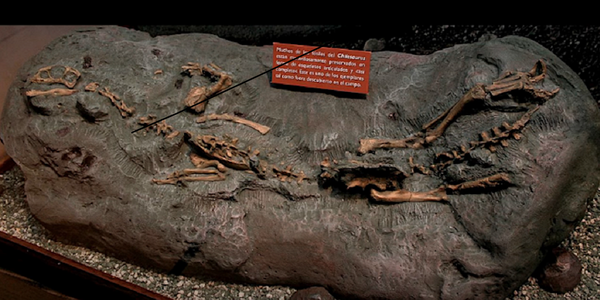 El dinosaurio chileno que revolucionó la paleontología mundial - Sputnik Mundo