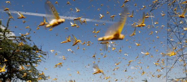 La invasión de langostas  - Sputnik Mundo