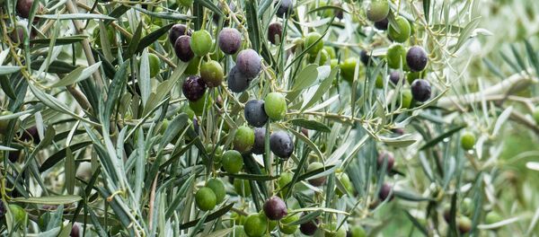 Olivos - Sputnik Mundo