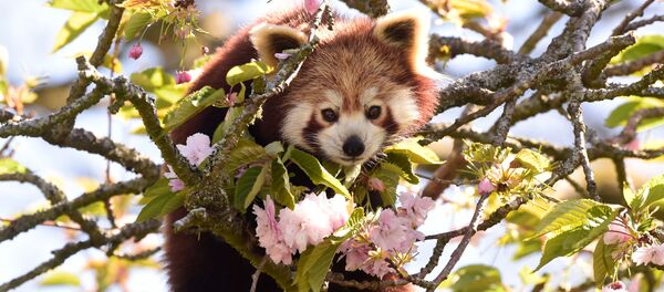 Una panda roja (imagen referencial) - Sputnik Mundo