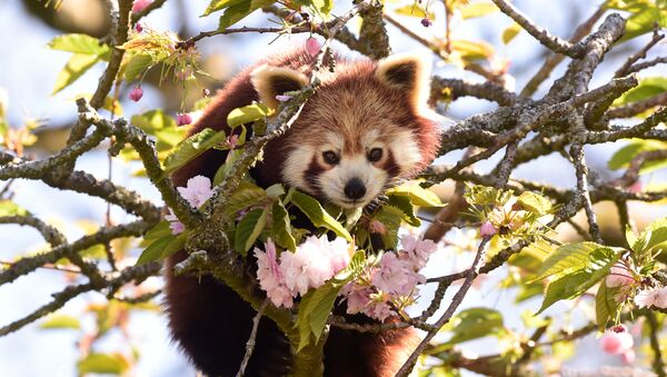 Una panda roja (imagen referencial) - Sputnik Mundo