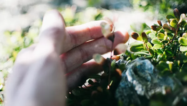 Una mano tocando flores (imagen referencial) - Sputnik Mundo