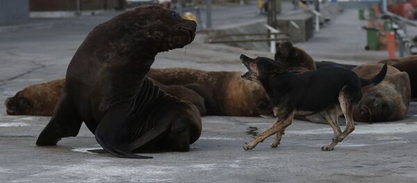 Cuando la naturaleza se toma un respiro: lobos marinos toman las calles de una ciudad argentina

 - Sputnik Mundo