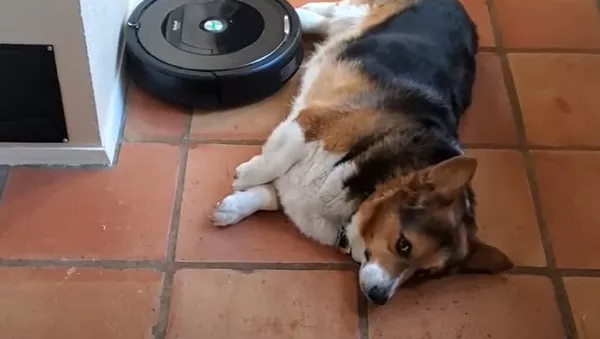 Un corgi junto a un robot aspiradora - Sputnik Mundo