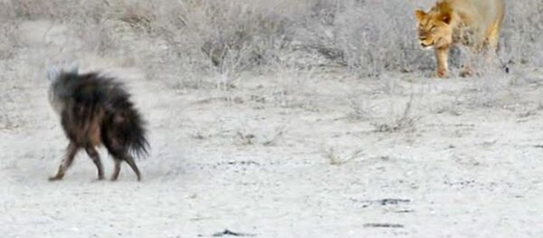 Una hiena poco precavida se convierte en la cena de tres leones - Sputnik Mundo