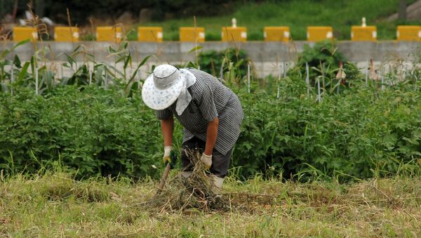 Un granjero. Campesino. Imagen referencial - Sputnik Mundo