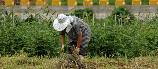 Un granjero. Campesino. Imagen referencial - Sputnik Mundo