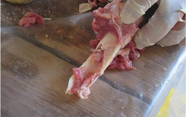 Experimento de extracción de médula ósea con bolas de piedra - Sputnik Mundo