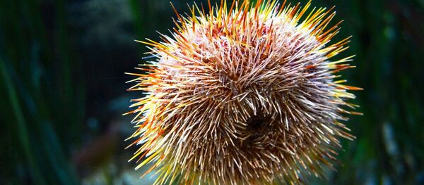 Un erizo de mar. Imagen referencial - Sputnik Mundo