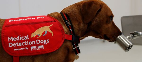 Un perrito de detección médica durante su entrenamiento - Sputnik Mundo