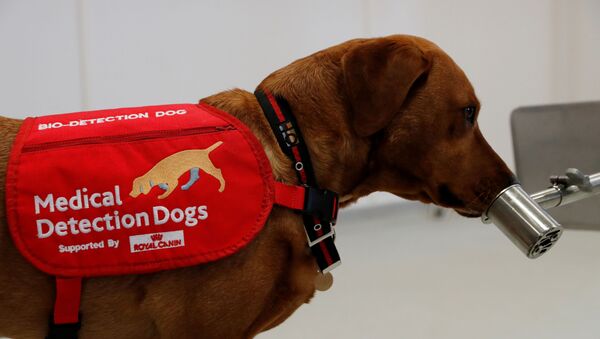 Un perrito de detección médica durante su entrenamiento - Sputnik Mundo