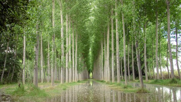 Árboles cerca del río Ebro (imagen referencial) - Sputnik Mundo