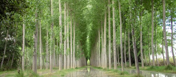 Árboles cerca del río Ebro (imagen referencial) - Sputnik Mundo