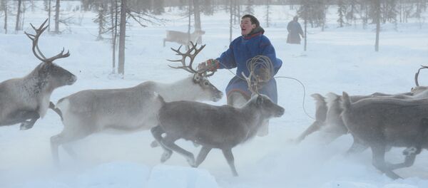 Un pastor de renos de la península de Yamal, Rusia (archivo) - Sputnik Mundo