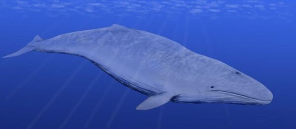 Ballena barbada de la familia Cetoterium - Sputnik Mundo