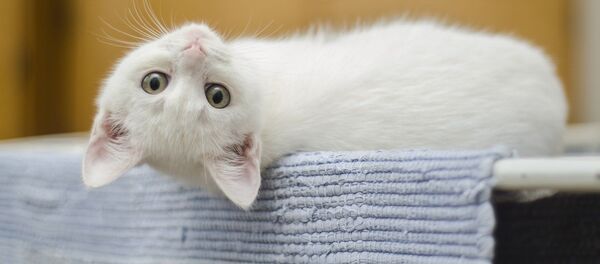 Un gato blanco (archivo) - Sputnik Mundo