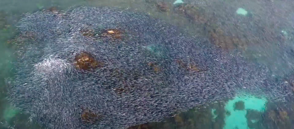 Vista aérea de la migración de salmones australianos - Sputnik Mundo