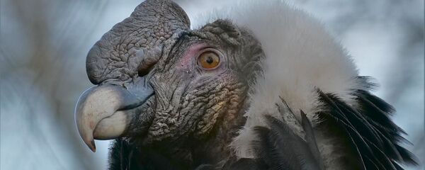 Un cóndor - Sputnik Mundo