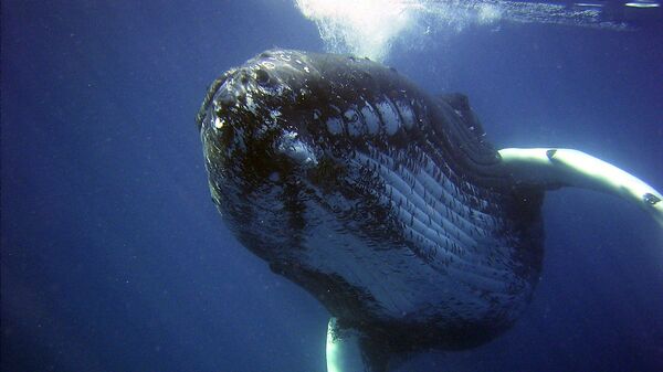 Una ballena jorobada - Sputnik Mundo