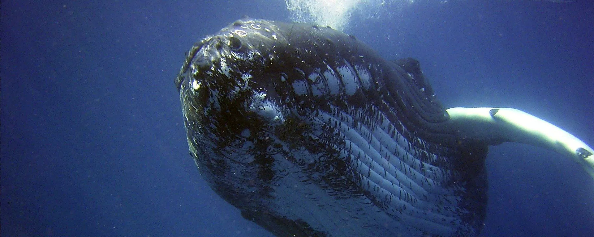 Una ballena jorobada Una ballena jorobada - Sputnik Mundo, 1920, 12.06.2021