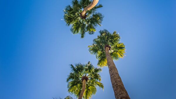 Palmas (imagen referencial) Palmas (imagen referencial) - Sputnik Mundo