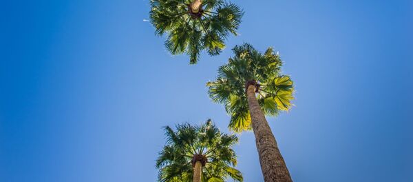 Palmas (imagen referencial) Palmas (imagen referencial) - Sputnik Mundo