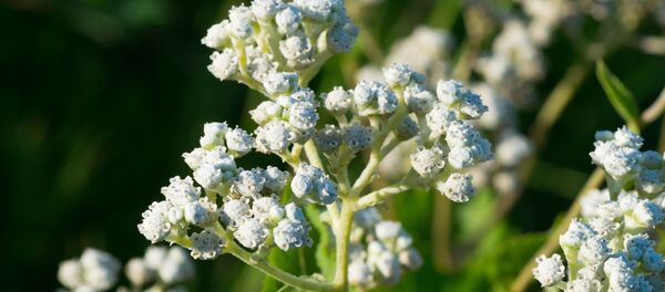 Flores de la quinina (imagen referencial) - Sputnik Mundo