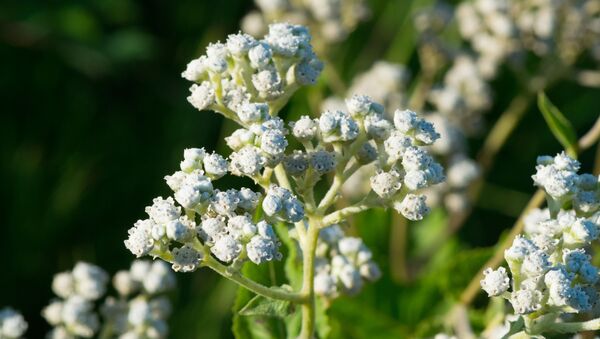 Flores de la quinina (imagen referencial) - Sputnik Mundo