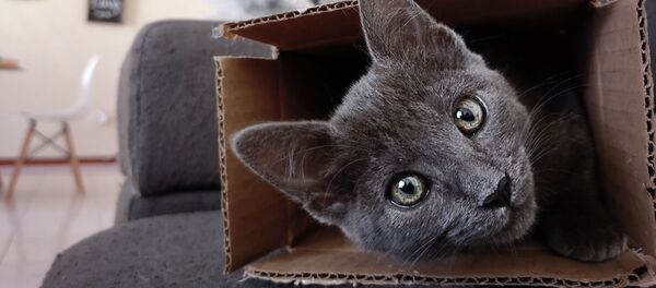 Un gato dentro de una caja - Sputnik Mundo