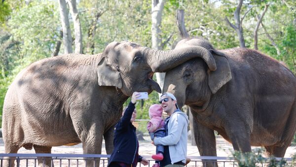 Una familia visita el zoológico de Berlín (Alemania) el día de su reapertura - Sputnik Mundo