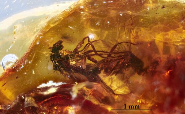 En pleno acto sexual: la foto viral de dos moscas de hace 41 millones de años - Sputnik Mundo