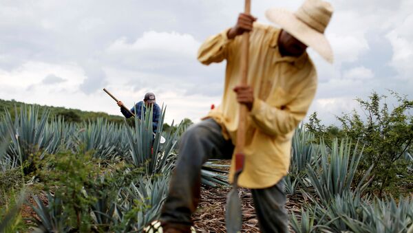 Campo de agave azul en Jalisco, México - Sputnik Mundo