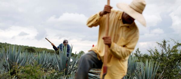 Campo de agave azul en Jalisco, México - Sputnik Mundo