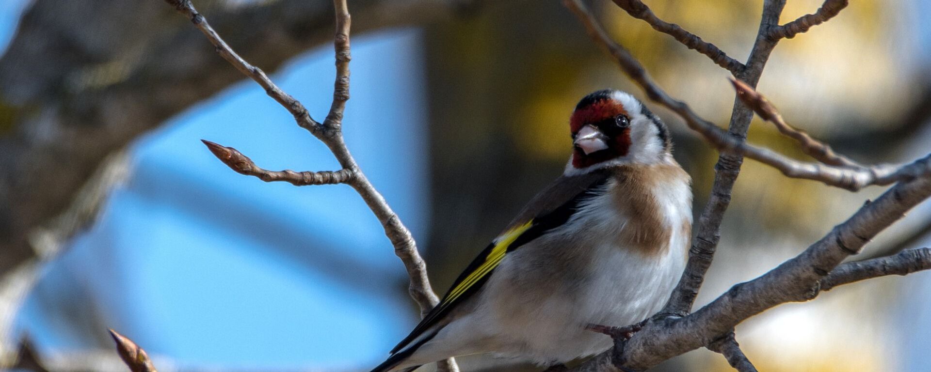 Un pájaro (imagen referencial) - Sputnik Mundo, 1920, 23.03.2021