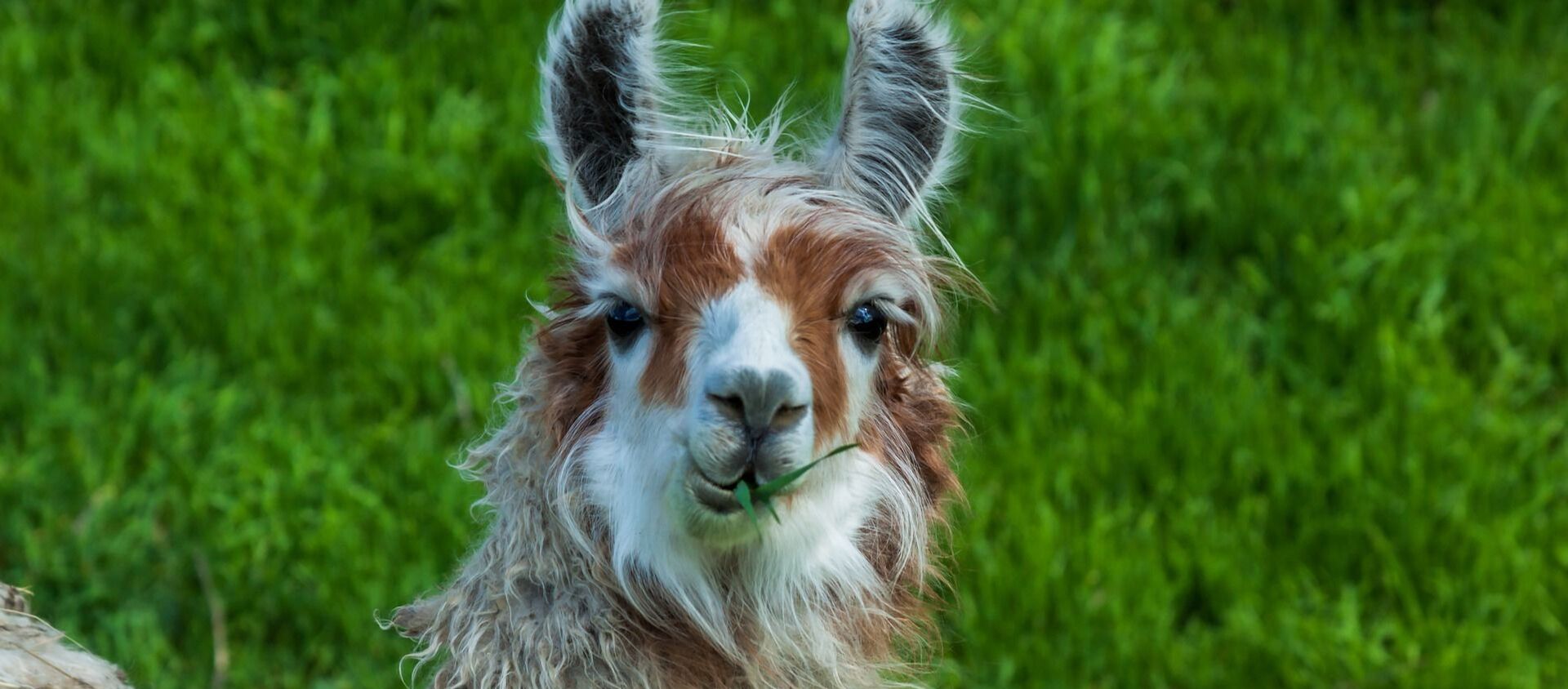 Una llama - Sputnik Mundo, 1920, 05.10.2020