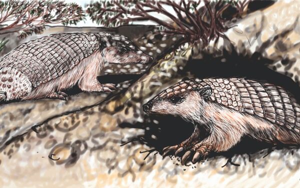 Ilustración del pichiciego realizada por Pedro Cuaranta - Sputnik Mundo