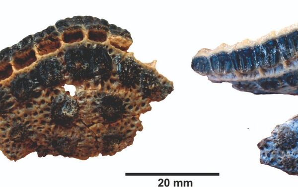 'Rump plate' o escudo posterior del pichiciego fósil - Sputnik Mundo